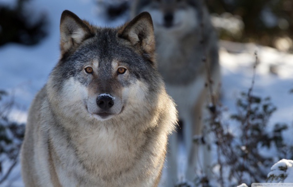 Волк в зимнем лесу