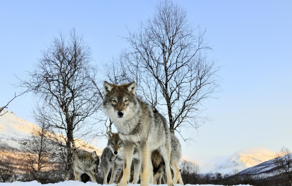 Волчица защищает своих волчат