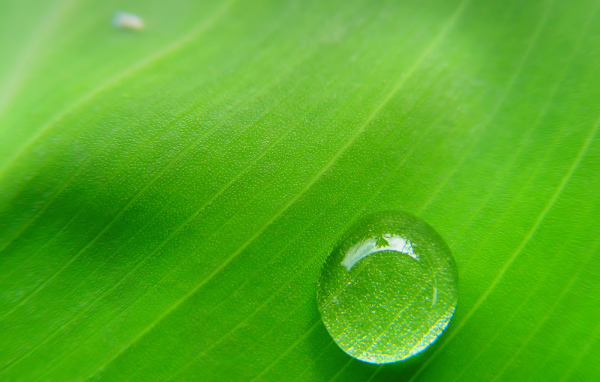 Фон зеленый лист с каплей