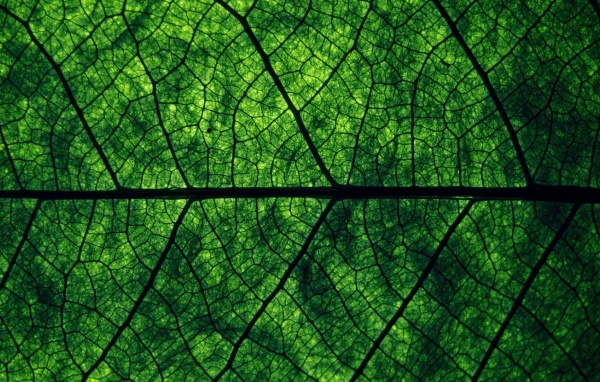 Фон зеленый лист дерева