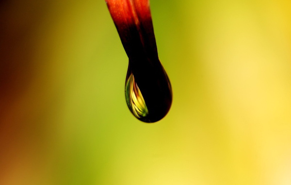 Черная капля