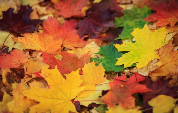 Опавшая листва с деревьев, фон