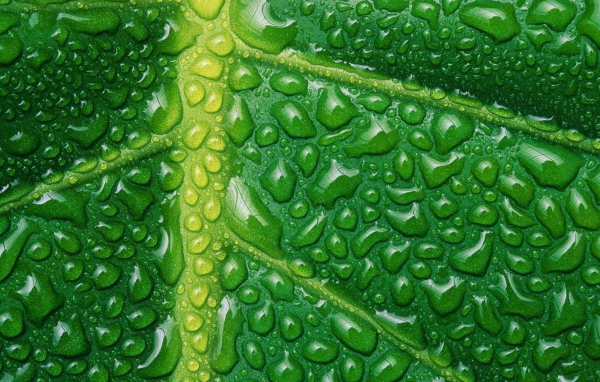 Влага на жилках листа, зеленый фон
