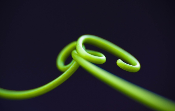 Нежные зеленые ростки на темном фоне