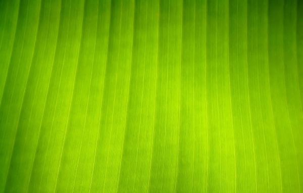 Текстура листка