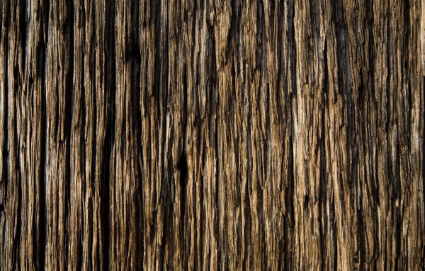 Старое ветхое дерево