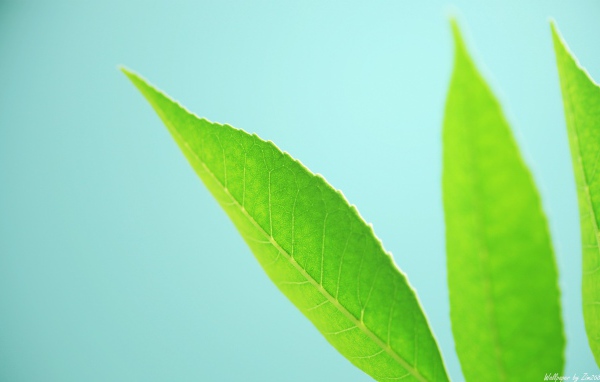Три зеленых листика на голубом фоне