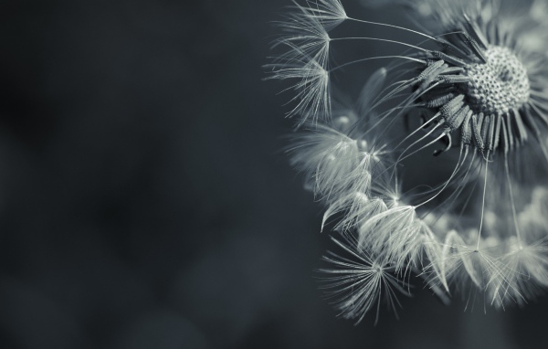 Зонтик засохшего одуванчика, серый фон