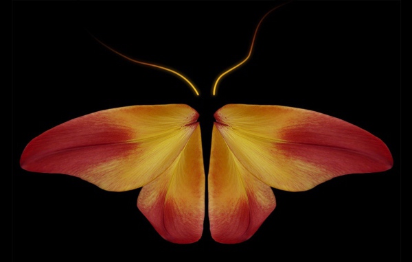 Бабочка из цветочных лепестков