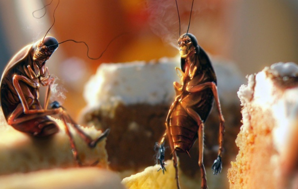 Тараканы рабы вредной привычки