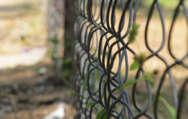 Зелень вьется по решетке