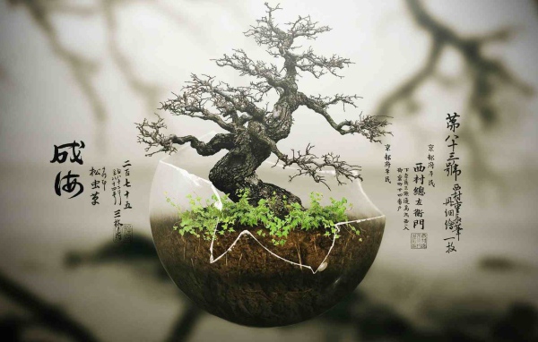 Японский бонсай в прозрачной скорлупе