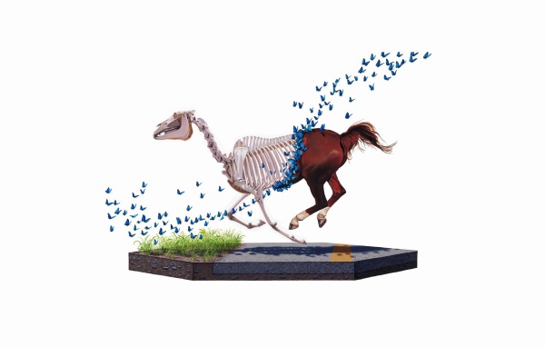 Бабочки съели лошадь