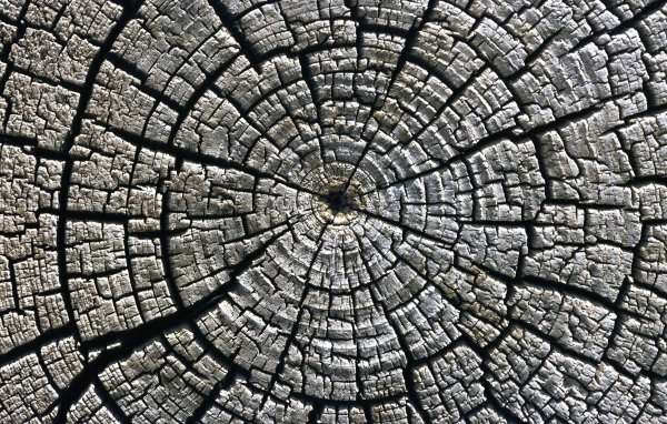 Старый спил дерева