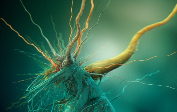 Фото микроорганизма под увеличением