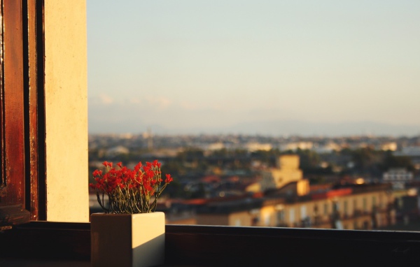 Горшок с красными цветами на подоконнике