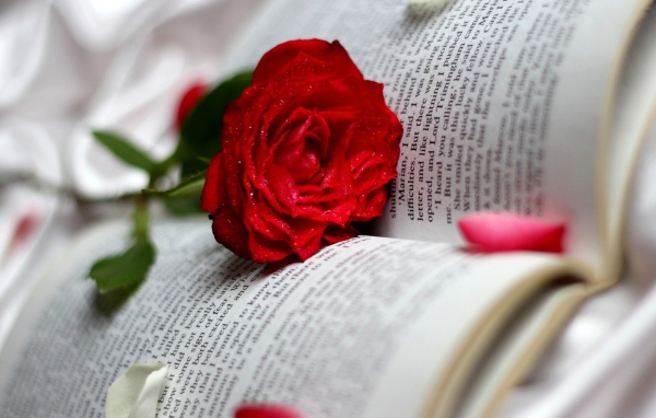 Красная роза среди страниц