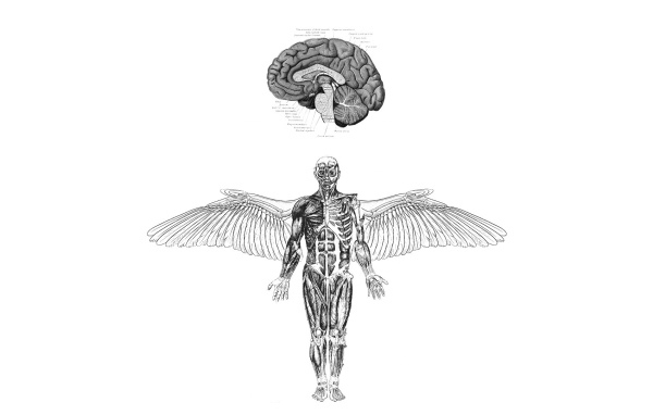Анатомия летающего человека