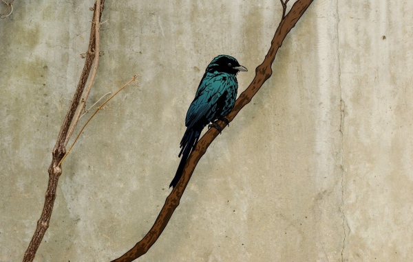 Грач на ветке, рисунок на пергаменте