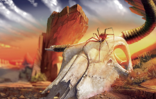 Паук на черепе