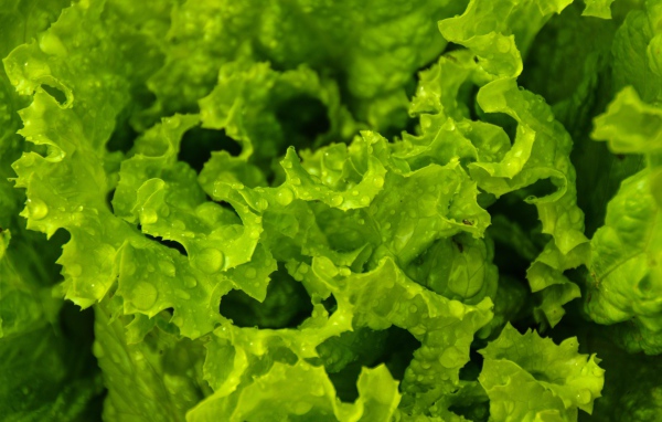 Листья зеленого салата