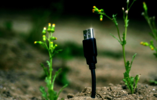 Весной прорастают штеккеры