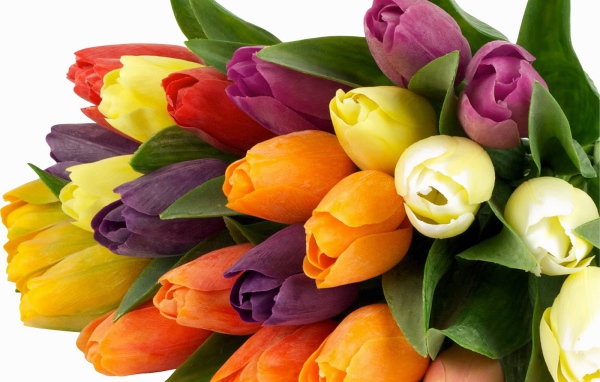 Букет из разноцветных тюльпанов на 8 марта