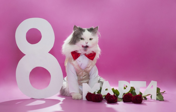 Милый кот поздравляет с 8 марта