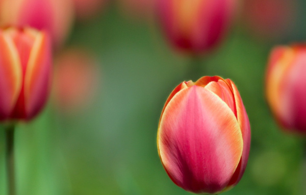 Цветы тюльпаны на 8 марта