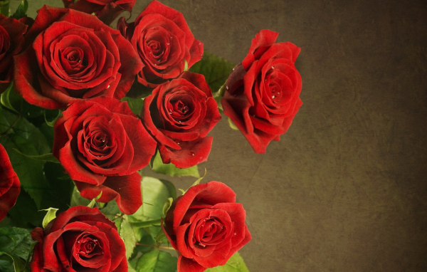 Роскошные красные розы на праздник 8 марта