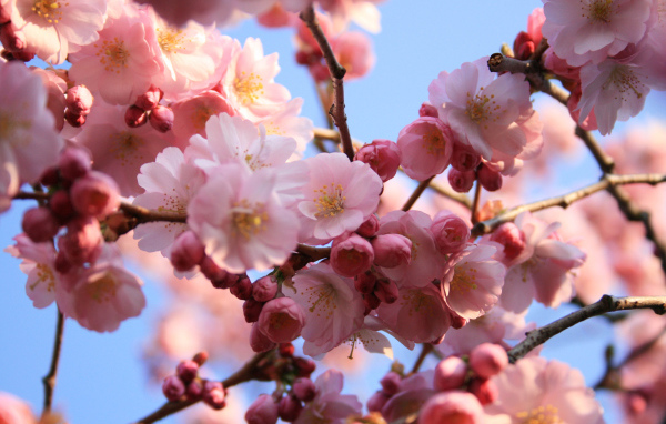 Розовые цветы на деревьях на 8 марта