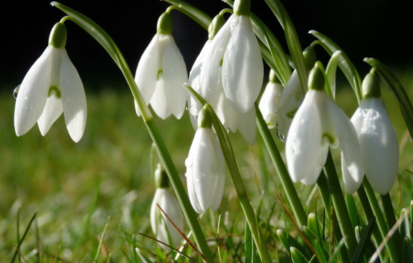 Белые первоцветы в букет для любимой на 8 марта