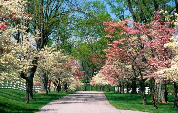 Аллея для прогулок в цветущем парке