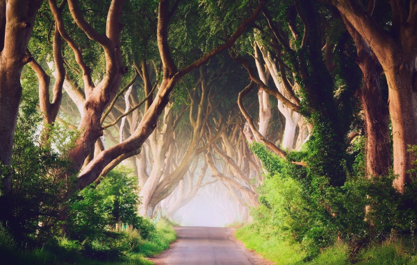 Аллея старых деревьев в Ирландии