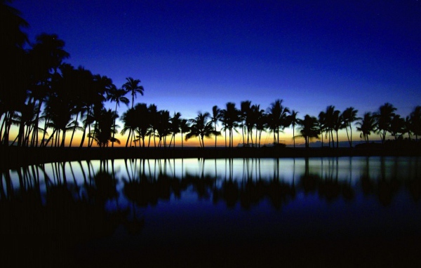 Темные силуэты пальм на фоне неба