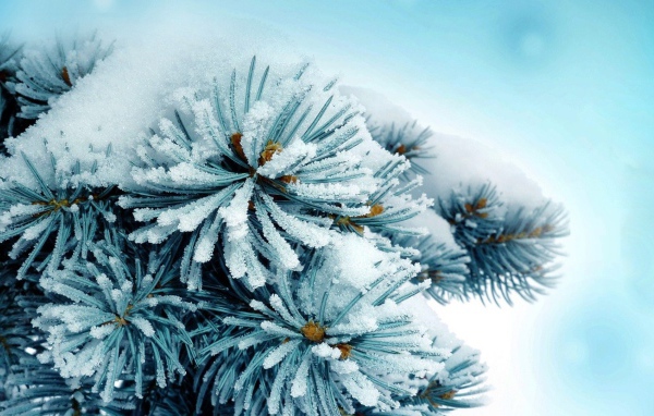 Елку припорошило снегом