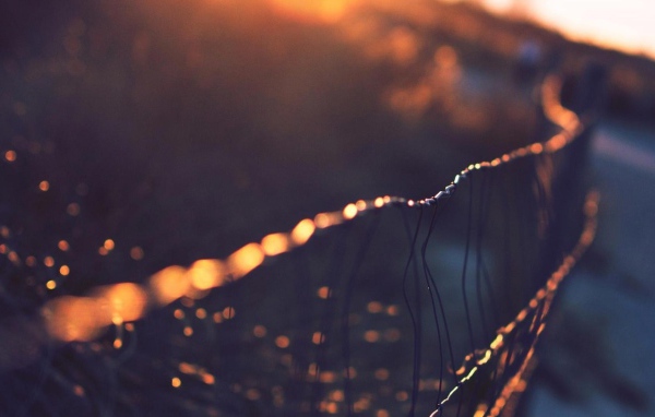 Капли росы на сетчатом заборе