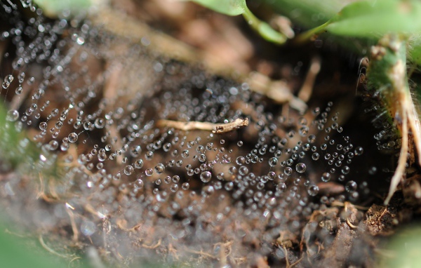 Капли росы на паутине