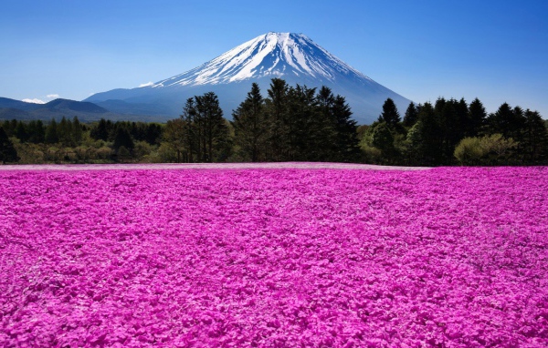 Поле розовых цветов на фоне горы Фудзияма в Японии