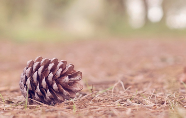 Еловая шишка на земле в лесу