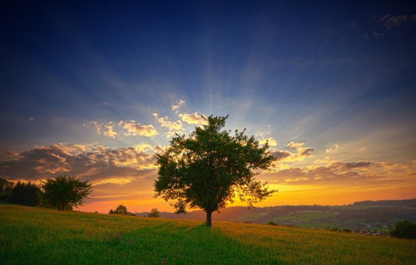 Зеленое дерево на фоне заката