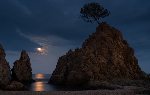 Одинокое дерево на голой скале