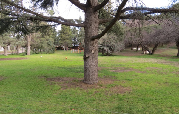 Старое дерево в саду