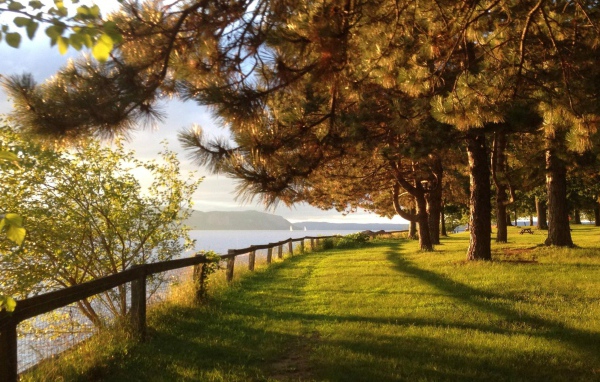 Парк с хвойными деревьями