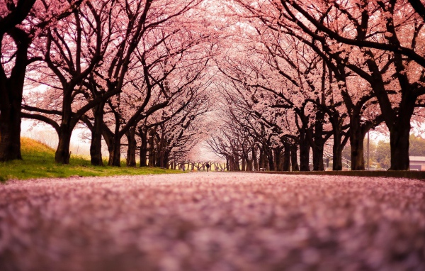 Розовая аллея цветущей сакуры