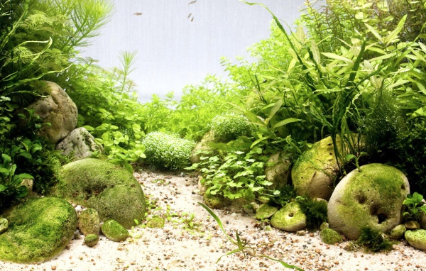 Гладкие камни среди водорослей