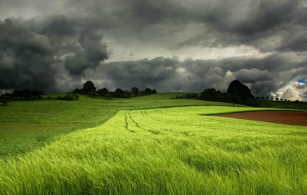 Грозовые тучи над полем зеленой пшеницы