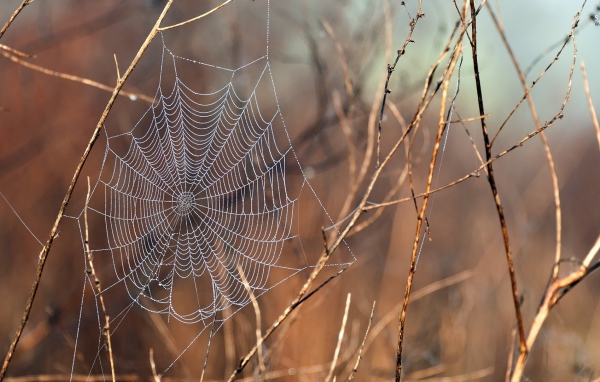 Нити паутины среди сухих веток