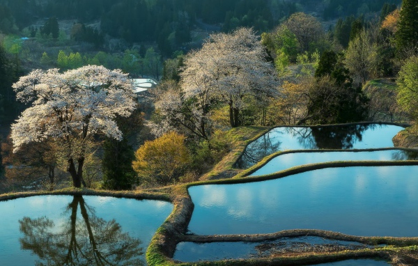 Террасы покрытые водой и цветущие деревья