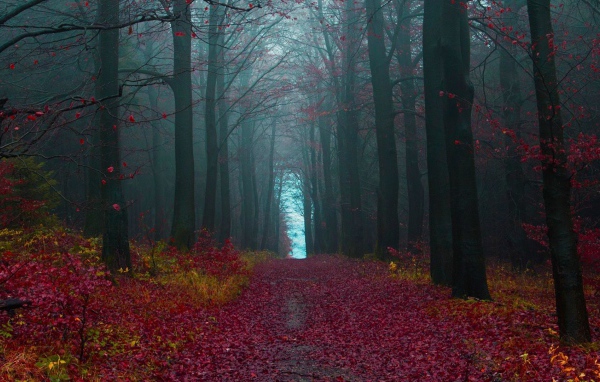 Тропа в лесу покрытая красными листьями